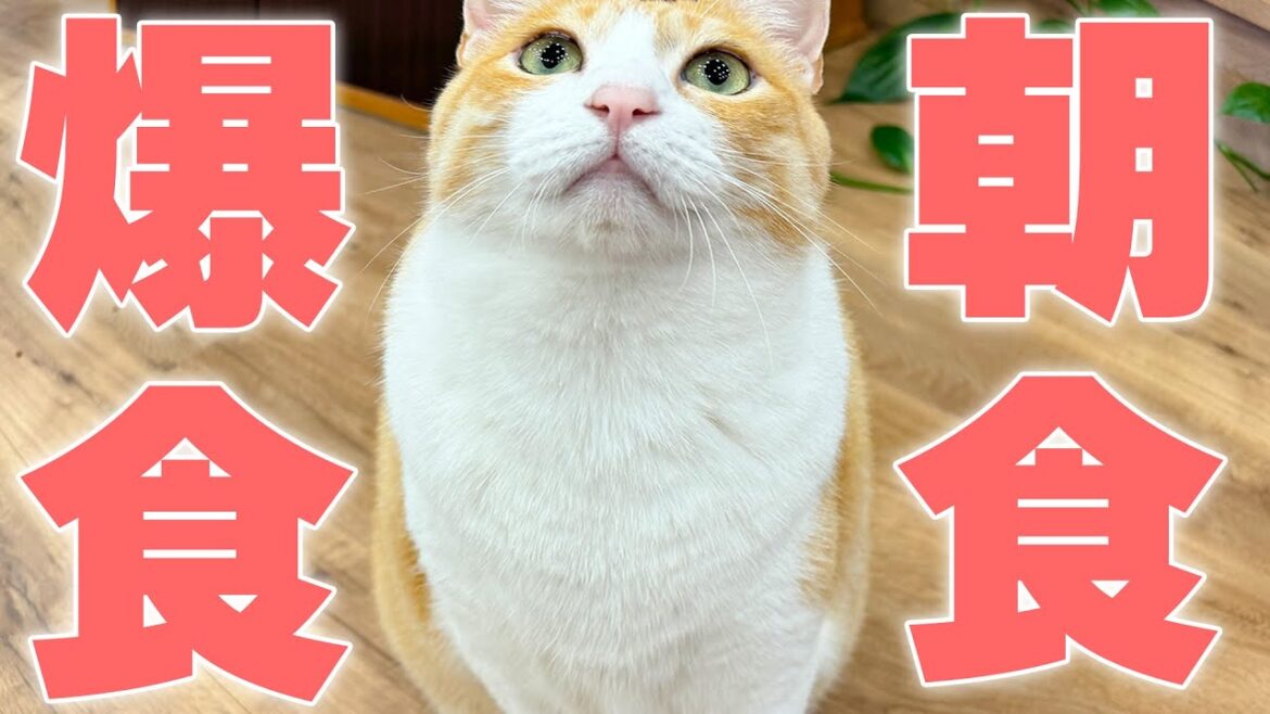 【🔴】早起きしたので猫たちに朝ごはんを詰め込む生放送‼️