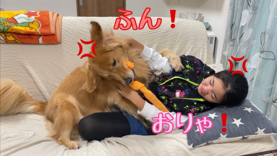 仲良くしていたのに、結局喧嘩が始まる同レベルな2人【ゴールデンレトリバーとミニチュアダックスフンド】 仲良くしていたのに、結局喧嘩が始まる同レベルな2人【ゴールデンレトリバーとミニチュアダックスフンド】