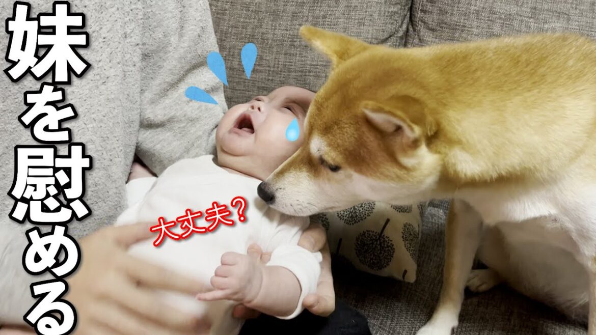 赤ちゃん妹が泣き出した時の柴犬の優しい行動に感動