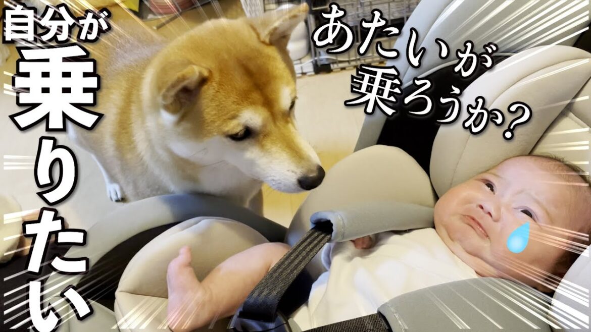 赤ちゃんが泣くと飛んでくる柴犬の行動が予想外すぎる