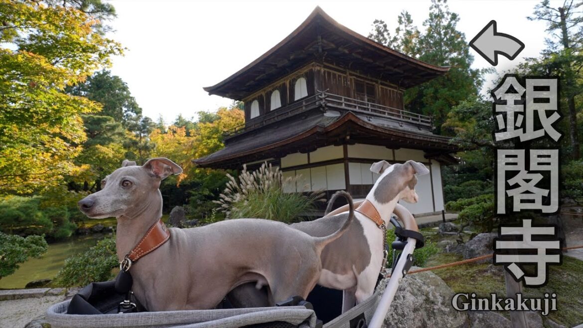 イタグレを連れて京都に行ったら外国人観光客の注目を浴びてしまったwww【グレン家の夏休み2023 】後編