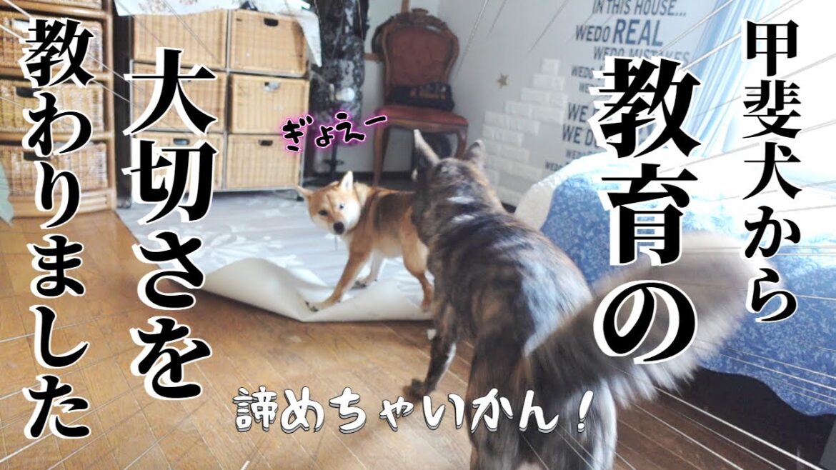 【感動】何度イタズラされようと諦めずに叱り続けた結果！！！犬は人間よりずっと優秀な先生でした【柴犬・甲斐犬】