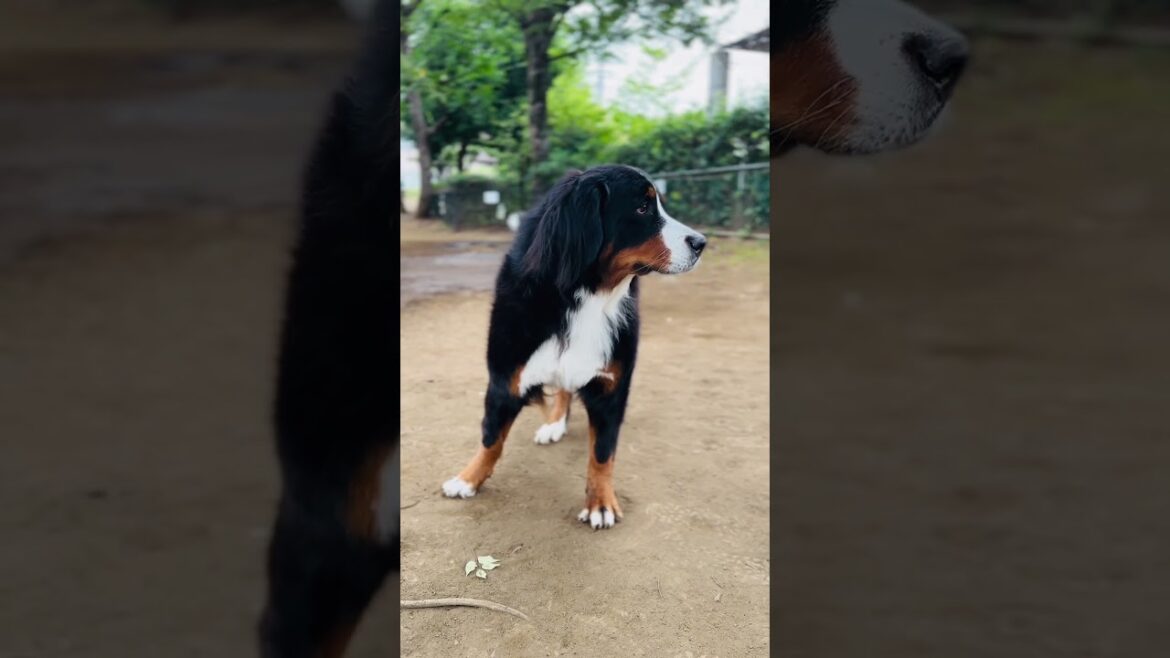 久しぶりの公園に喜ぶバーニーズマウンテンドッグ