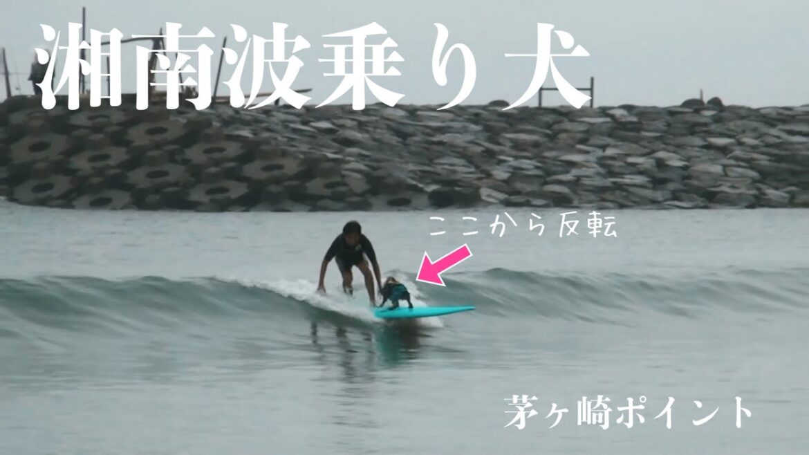【ドッグサーフィン#31】初めての茅ケ崎　イングリッシュコッカースパニエル「みみ」の気持ち