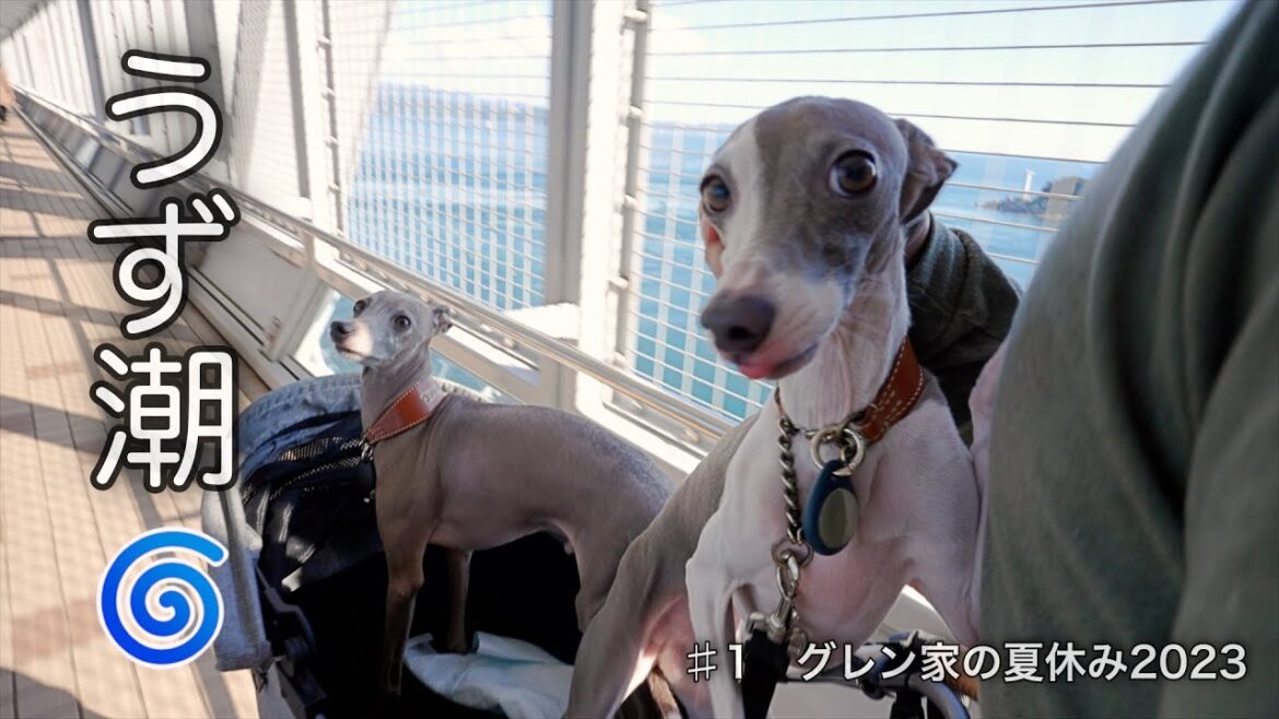 愛犬と一日淡路島を観光してきた【グレン家の夏休み2023】前編