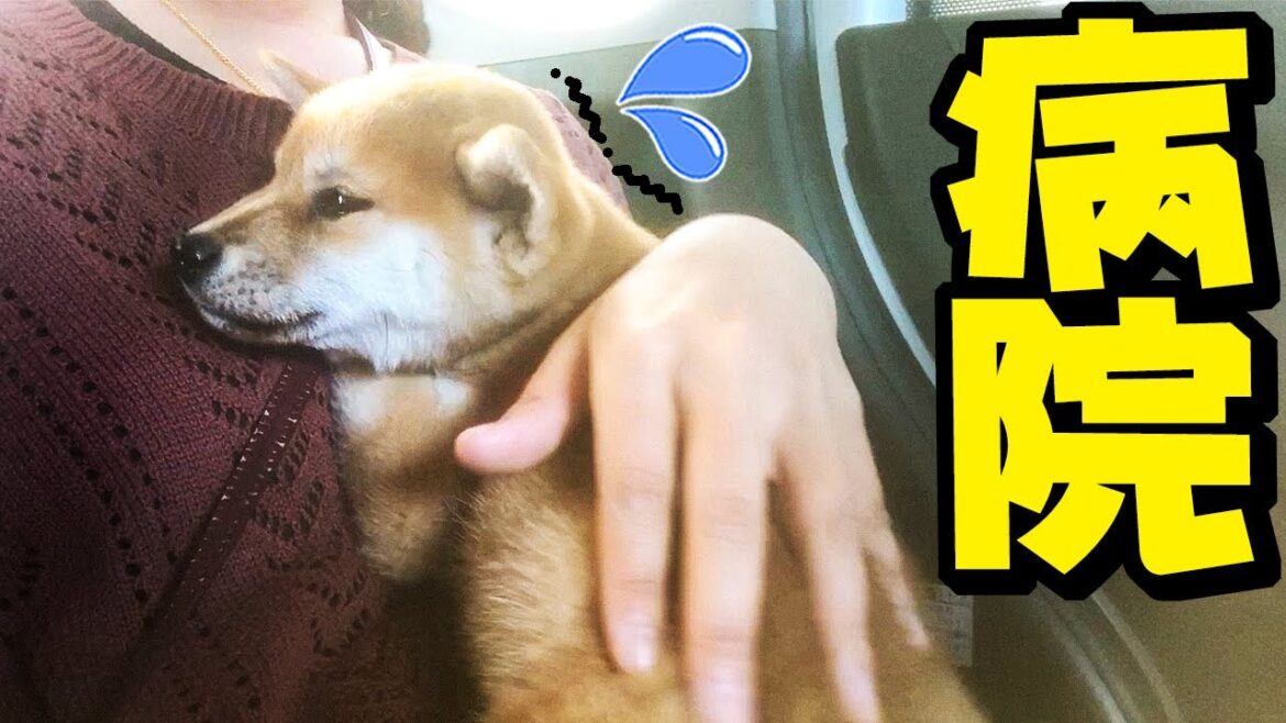 お迎え3日目で病院へ…不安でしがみつくこんぶ…心配するちくわが姉犬へと一歩成長へ