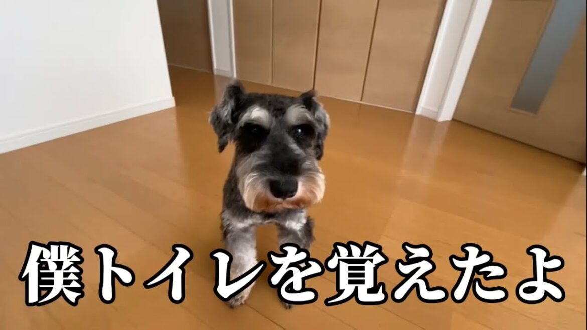 保護犬ミニチュアシュナウザーのカイ君お家来て3日でトイレをマスターしました！