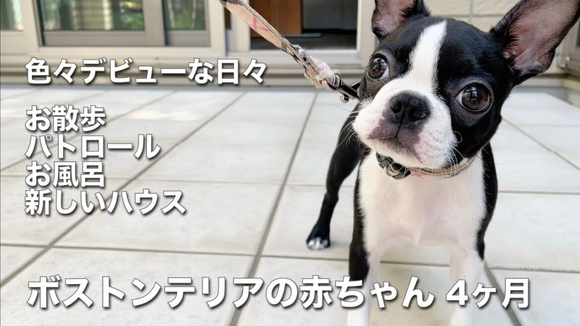 メル4ヶ月（３つの予行練習 散歩・パロトール・お風呂）【Boston Terrier Meru】