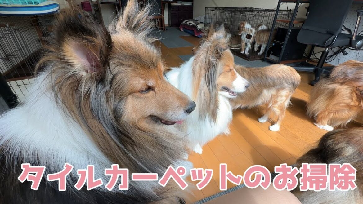 【シェルティ】タイルカーペットのお掃除🧹【見守り隊】