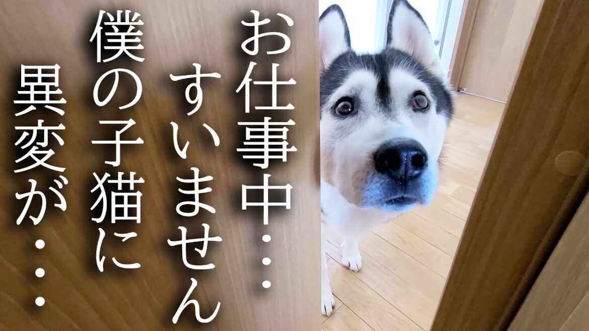 子猫の異変に気づき秒で知らせにきた犬について行くと...
