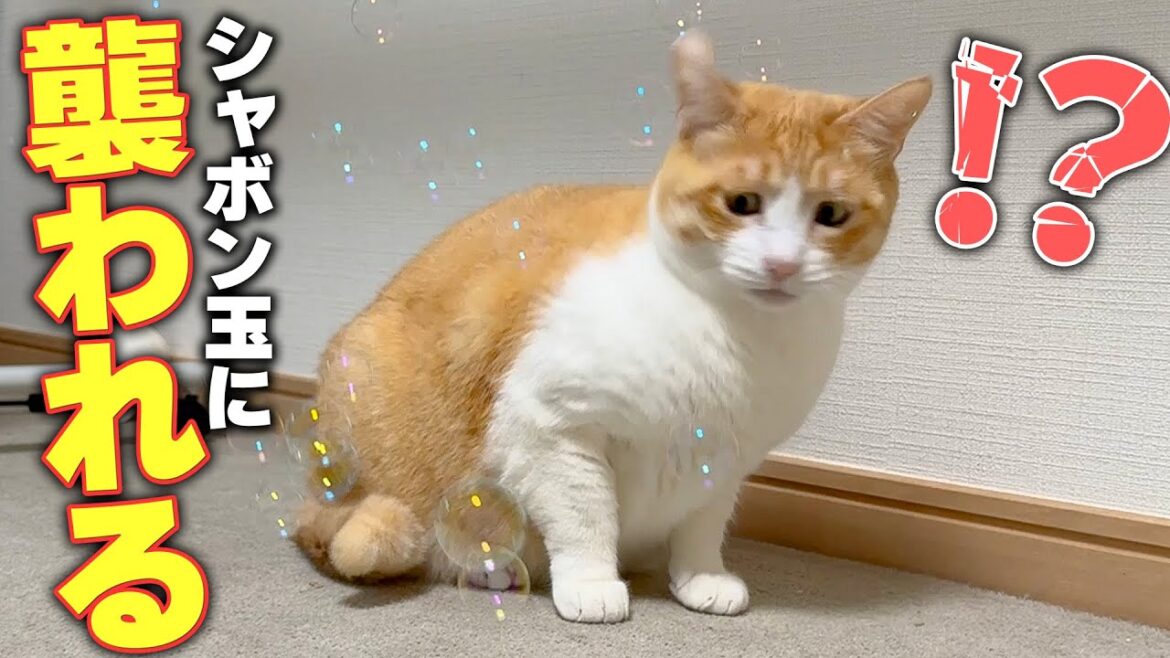 シャボン玉に襲われてとんでもない顔になってしまう猫