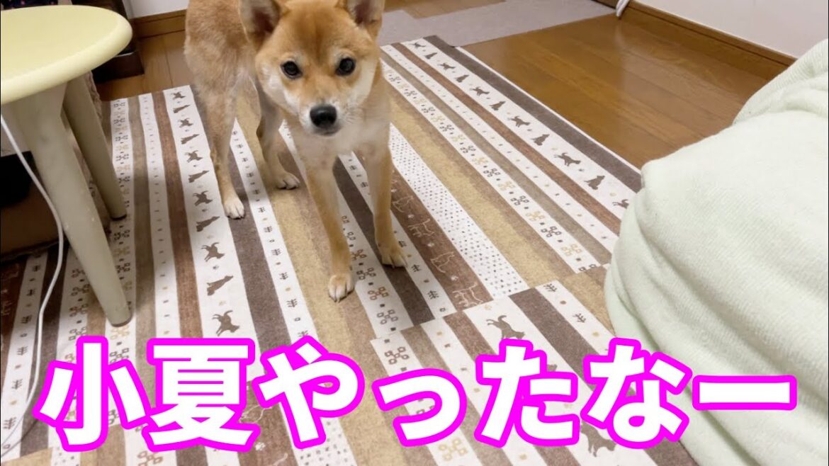 【ちょっと待ってくださいよ】秘密裏に進行していた小夏のやらかしを発見　柴犬小夏１歳