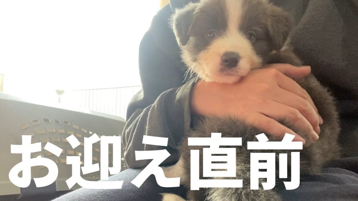 【犬が来る前日】ボーダーコリーを迎える前日に録っていたトークを奇跡的に発掘したので公開します...！！！【犬を迎える前日に考えていたこと】