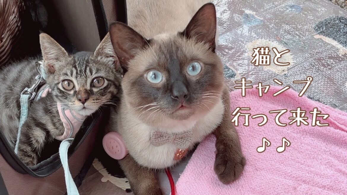 猫とキャンプに行ってきました！ストレスなく楽しめた訳とは(^^)
