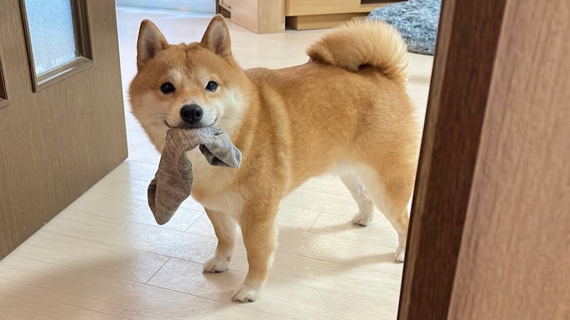 靴下を盗んだことをアピールしにくる豆柴が可愛すぎました...
