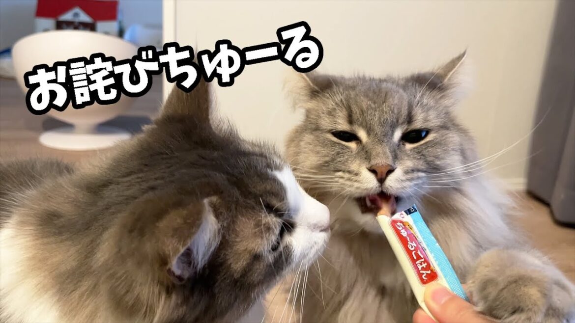 先日帰宅するのが遅れたのでお詫びちゅーるで許してもらいました。ノルウェージャンフォレストキャット