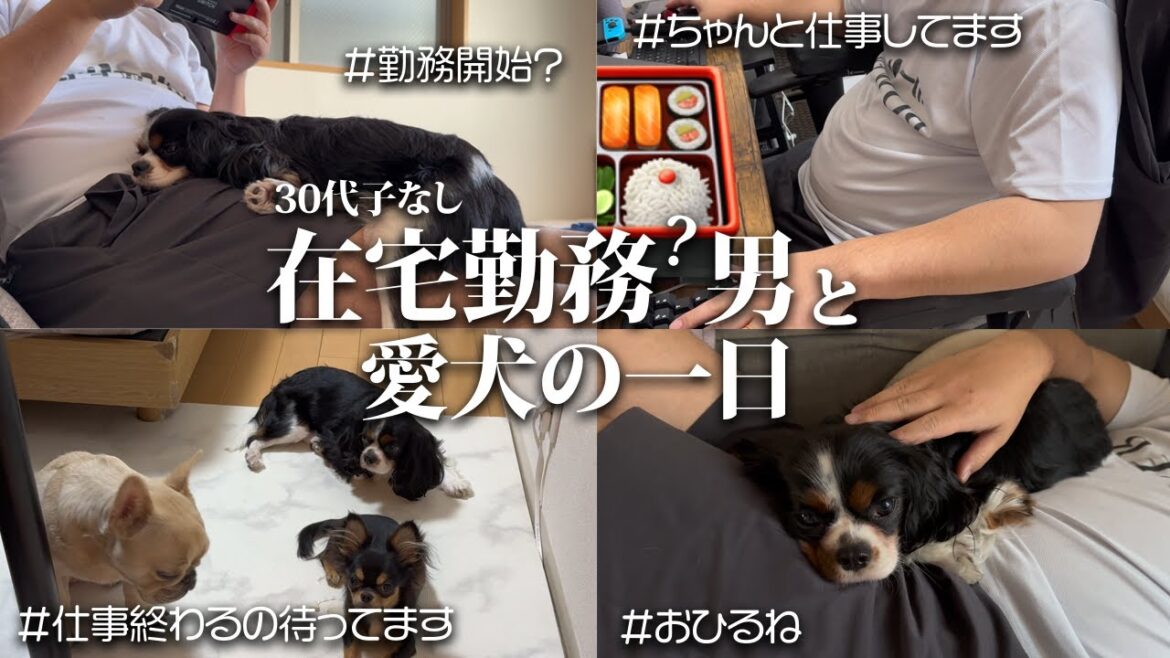 30代子なしの男が愛犬と一緒にいたいがために在宅勤務に全振りした結果...#フレンチブルドッグ #キャバリア #チワワ #多頭飼い #いぬ