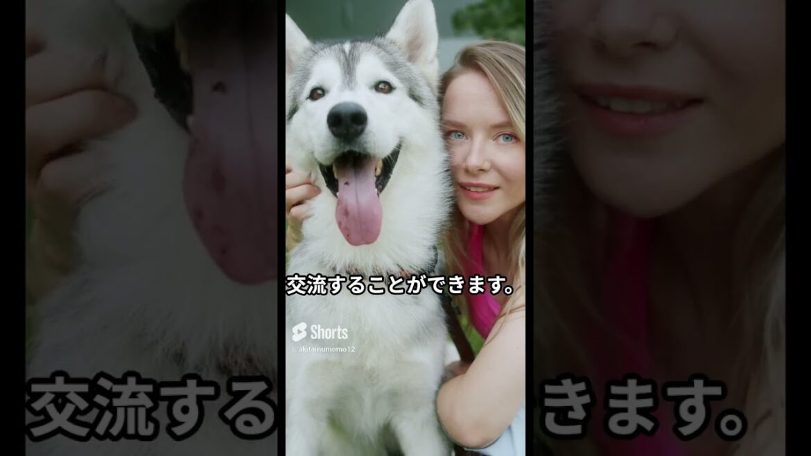 シベリアン・ハスキーの魅力