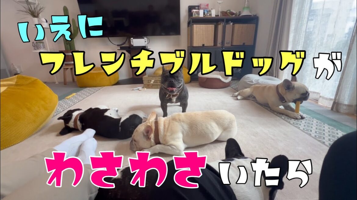 【1日密着】家にフレンチブルドッグが6頭いたら～まったりした休日バージョン～