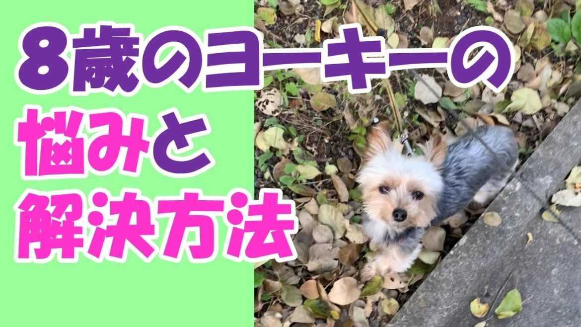 8歳のヨーキーに起こった変化とその対策を教えます📝【#ヨーキー 】 8歳のヨーキーに起こった変化とその対策を教えます📝【#ヨーキー 】