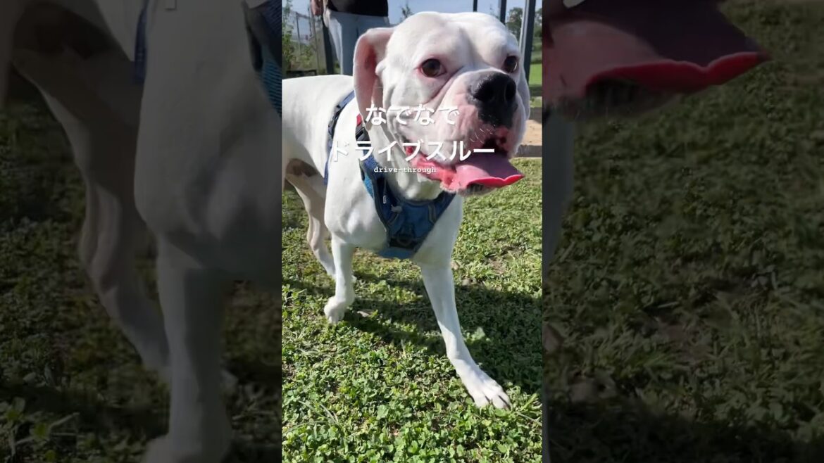 次の方どうぞ〜✨ゴールデンレトリバー　ボクサー犬