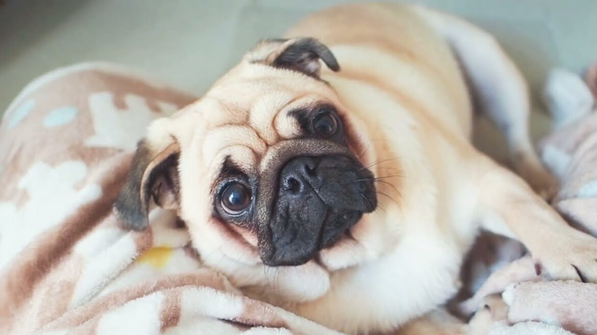 ごはんを食べるのが嫌いだった赤ちゃんパグはこんなに立派に育ちました。A baby pug who hated eating food has grown up so well.【パグ、pug】