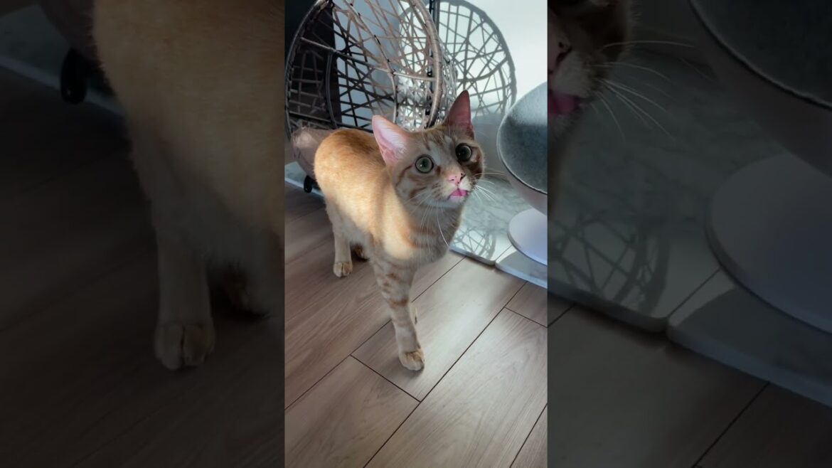 朝から様子がおかしい猫　#shorts