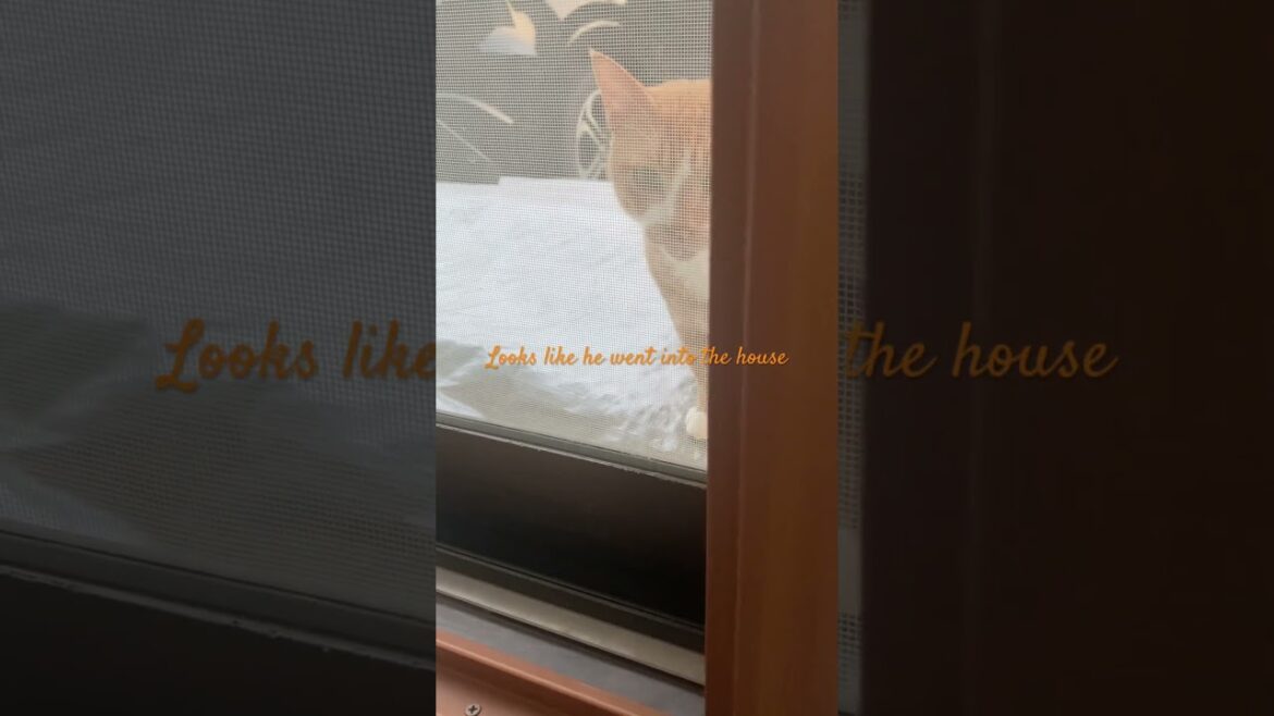 A brown cat came to relax on the sofa. #shorts