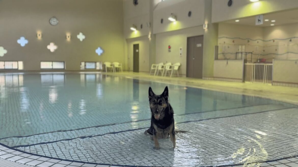 この夏はあまり泳げなかった愛犬が温水プールで1時間泳ぎまくった結果…ｗ