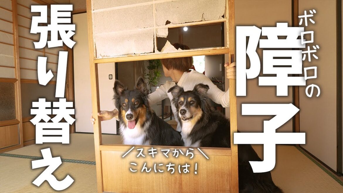 古民家DIY！プラスチック障子ならボーダーコリーとオーストラリアンシェパードのにも破られないはず・・・。ボロボロになった障子の張り替え