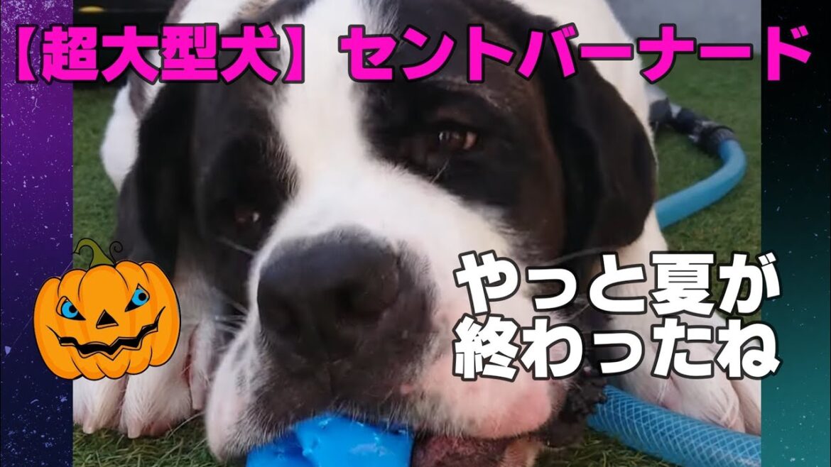 【超大型犬】【今週のＮＡＮＡん家】★セントとフレブルの子育て★７６回目★
