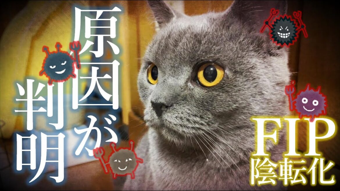 不調の原因が判明しました【FIPモニタリング中】