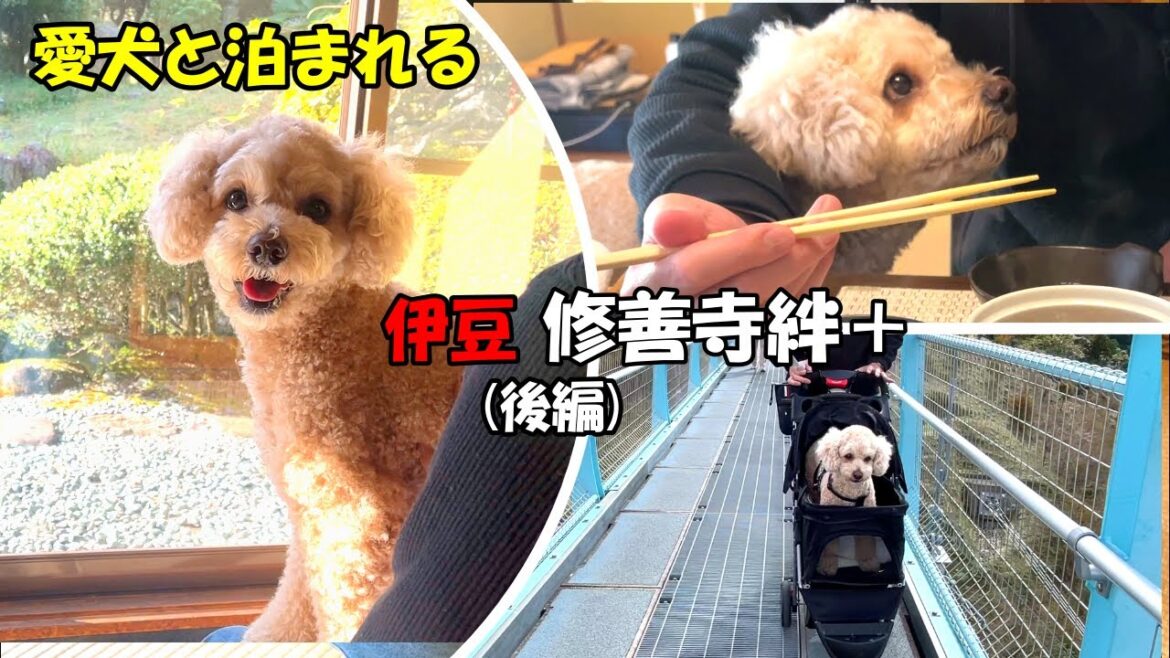 愛犬と泊まれる温泉旅館「伊豆修善寺絆＋」で癒された後日本一の吊り橋を渡る大きいトイプードル（後編）【三島スカイウォーク】【デカプー】