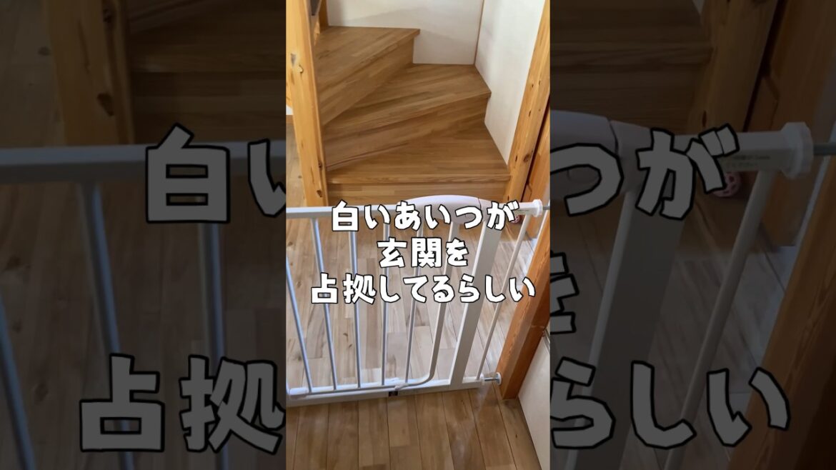 玄関を牛耳る白いあいつにメンチ切られた　#japanesespitz #日本スピッツ #shorts
