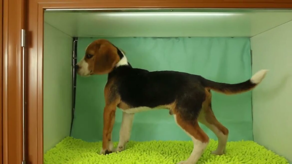 2023.5.20BEリー子犬男の子10.29撮影