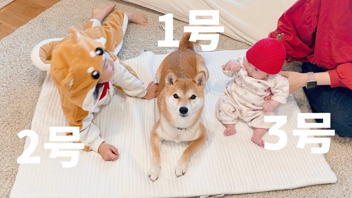 【集合】我が家の可愛い「りんご三兄妹」を紹介します 【集合】我が家の可愛い「りんご三兄妹」を紹介します