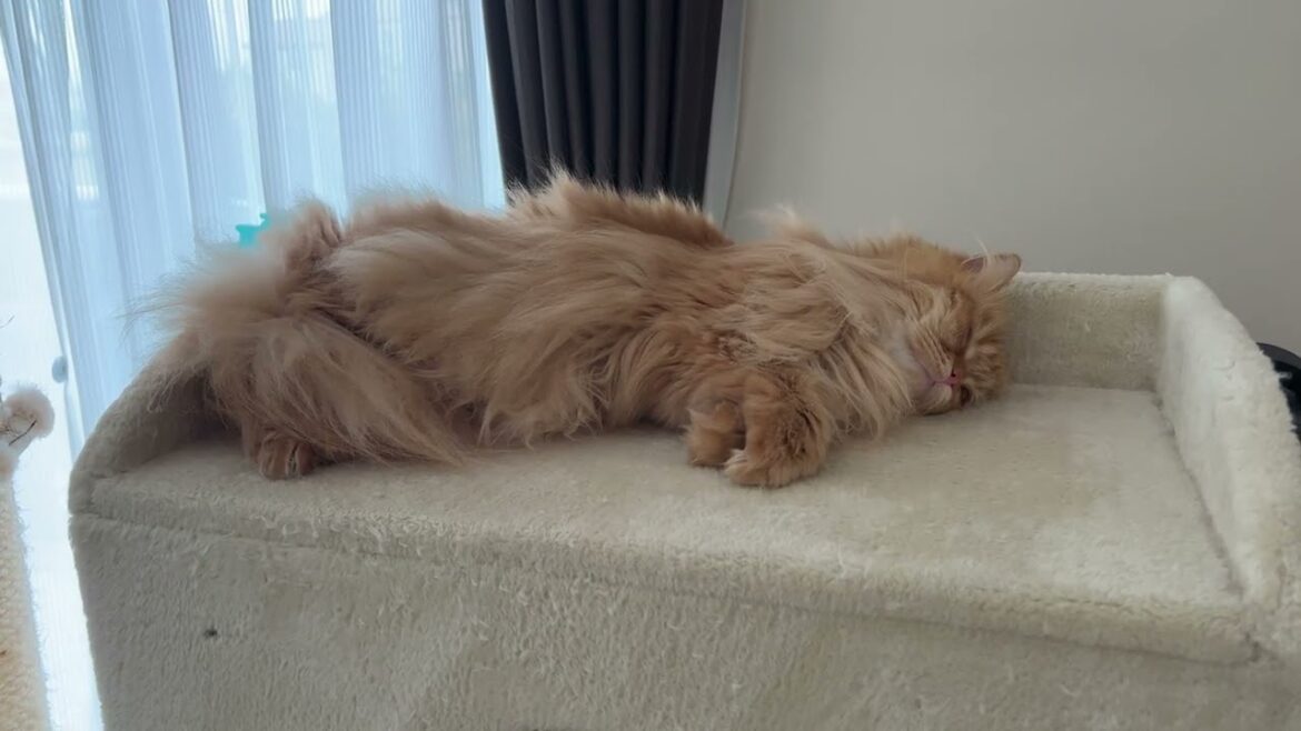 寒くなったせいか、モフモフの猫たちも寝る場所が変わってきました