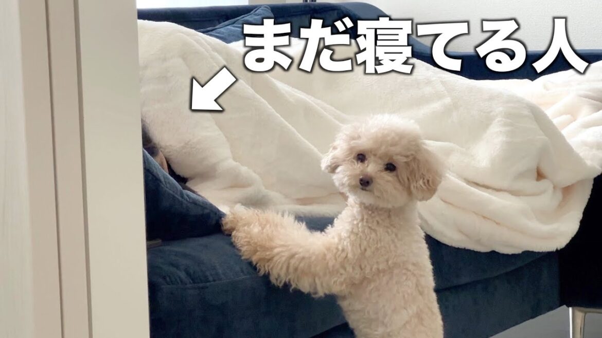 イケメン同期が泊まった翌朝は分かりやすく気合が入るトイプードル イケメン同期が泊まった翌朝は分かりやすく気合が入るトイプードル