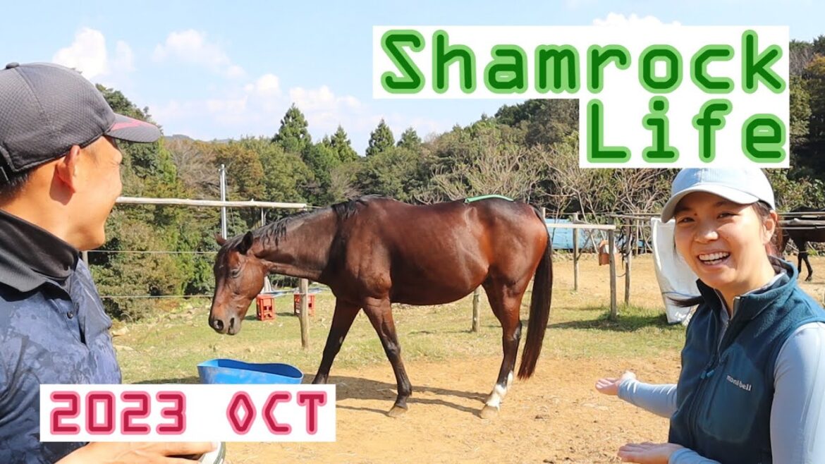 乗馬の夢と魔法の王国/10月のVlog 乗馬の夢と魔法の王国/10月のVlog