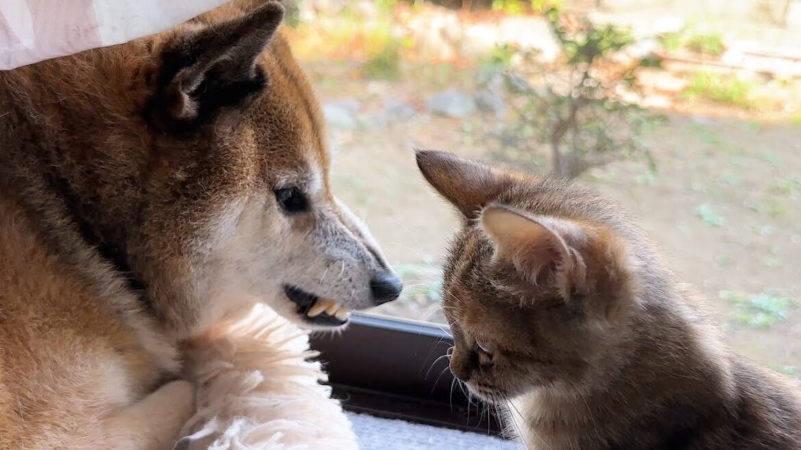 不器用な柴犬と子猫の絡みが可愛すぎます 不器用な柴犬と子猫の絡みが可愛すぎます