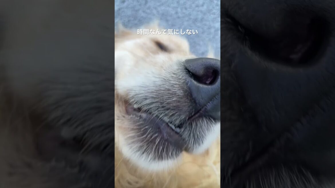 マイペースよね　ゴールデンレトリバー　ボクサー犬