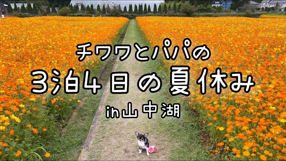 チワワと過ごす3泊4日の夏休み旅☆in山中湖