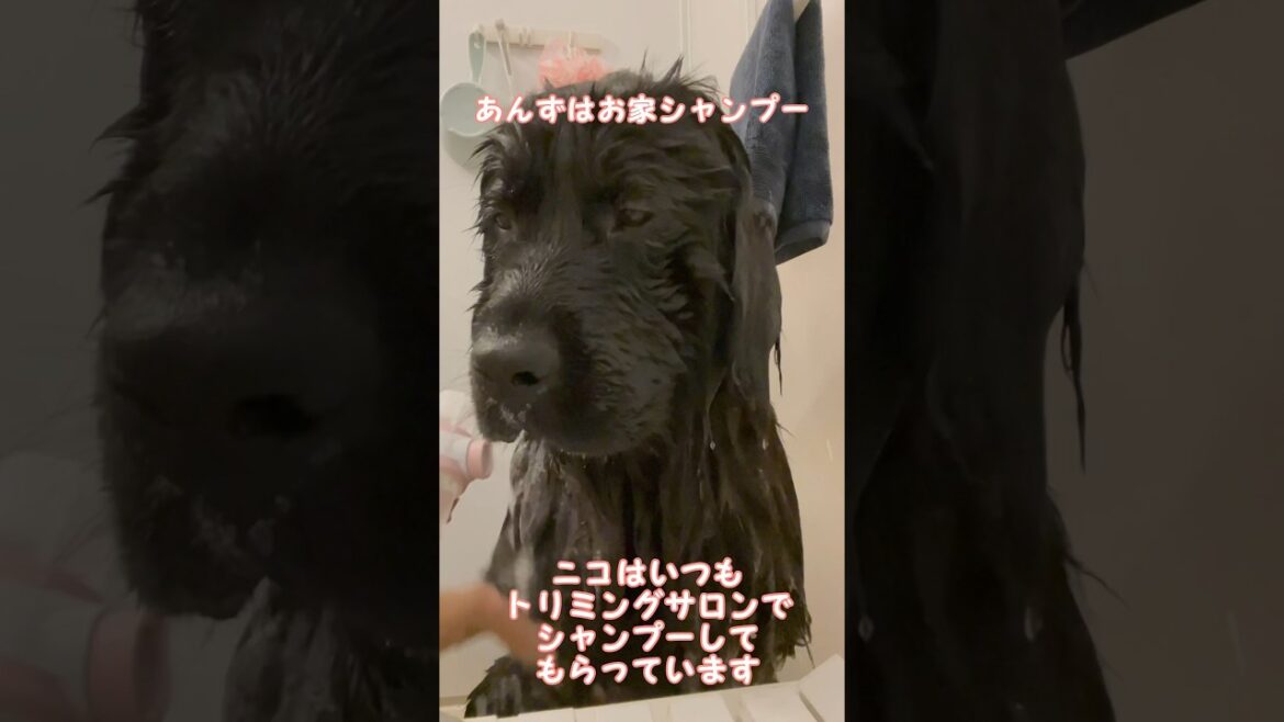 【シャンプー】そろそろ限界なので超大型犬を洗います！ #ニューファンドランド