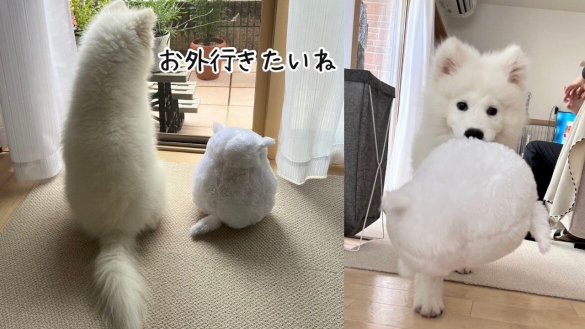【サモエド】生後4ヶ月〜新しいお友達はグレートピレニーズの「ボンド」です！🎁｜換毛期｜サモエドパピー｜