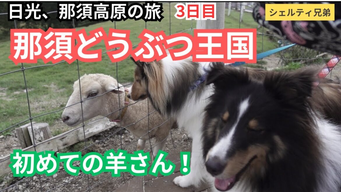 【シェルティ兄弟】牧羊犬の血がさわぐ？はじめて羊にご対面した2匹の様子が意外でした。