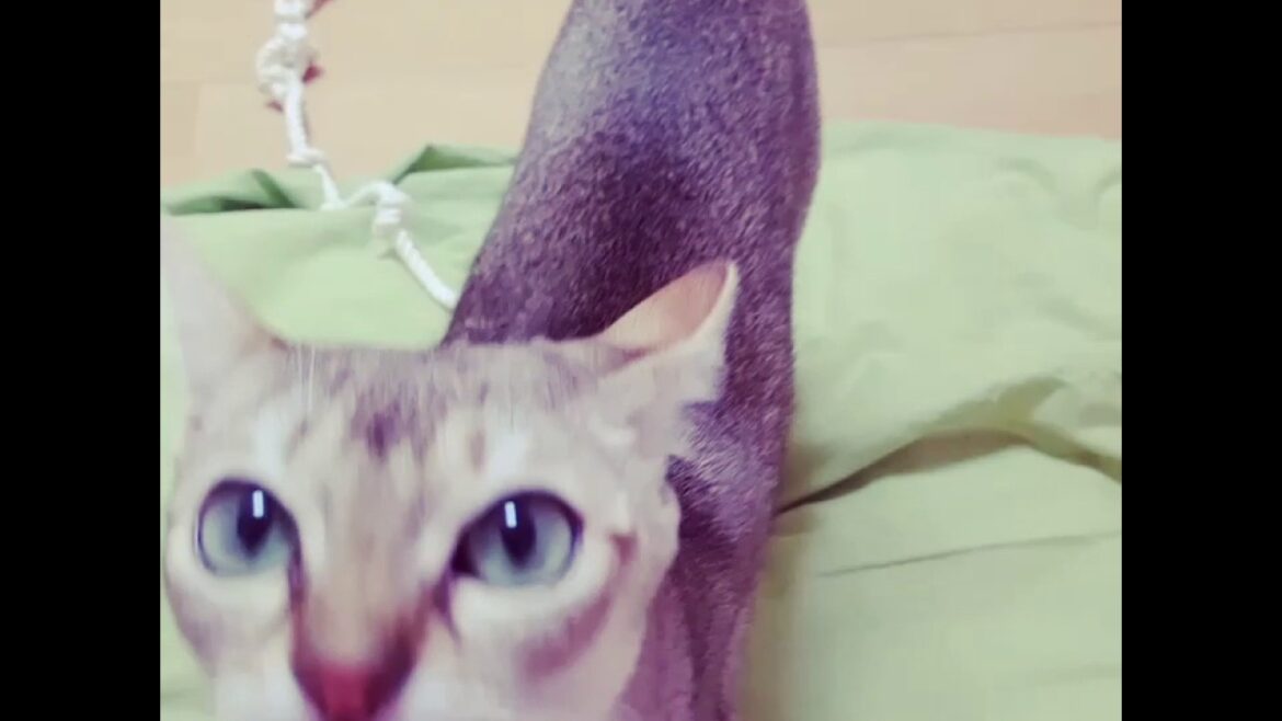 犬のような猫　シンガプーラ！