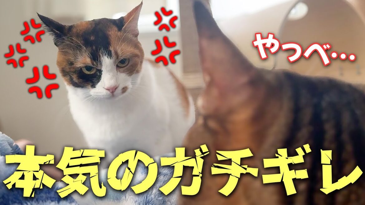 仲良しだったはずの猫たちが朝からブチギレて大喧嘩し始めました…