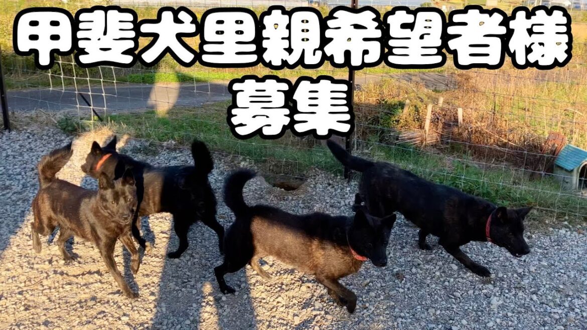 【ブリーダー崩壊】甲斐犬里親希望者様募集！