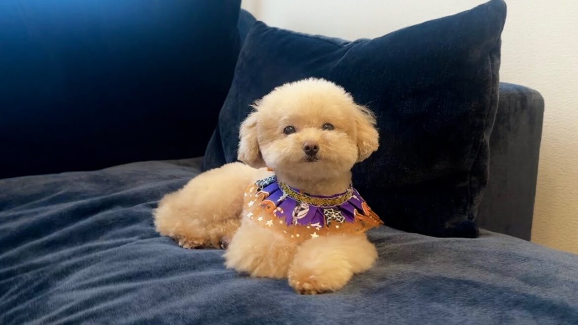 11月になってもまだまだハロウィン気分なトイプードル 11月になってもまだまだハロウィン気分なトイプードル