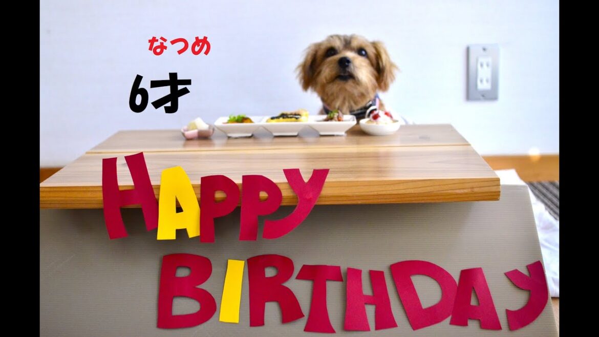 【ノーフォークテリア】Happy birthday なつめ